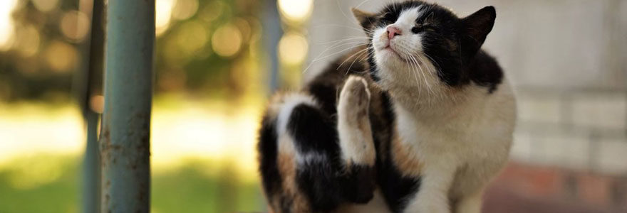 Comment choisir des anti-puces et antiparasitaires pour chat ?